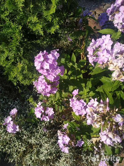 Флоксы многолетние