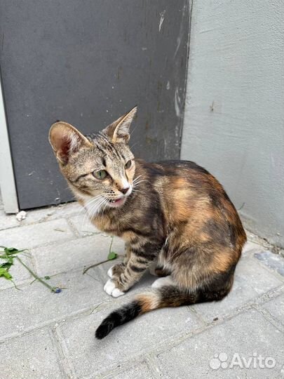 Ласковая кошка в любящую семью