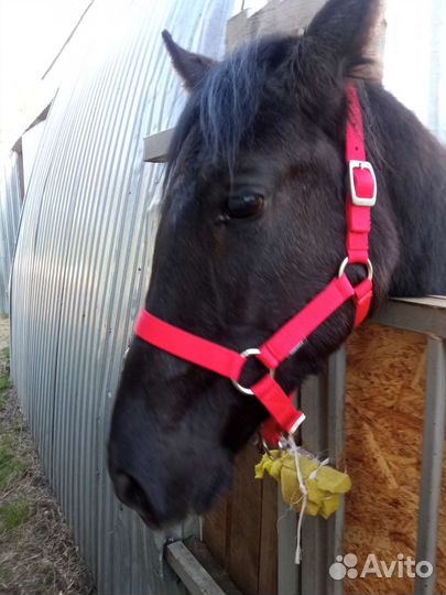 Недоуздок COB для лошади