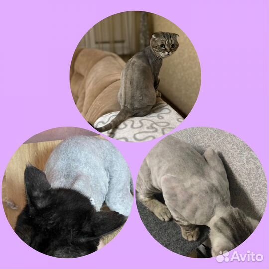 Грумер / Стрижка кошек и собак