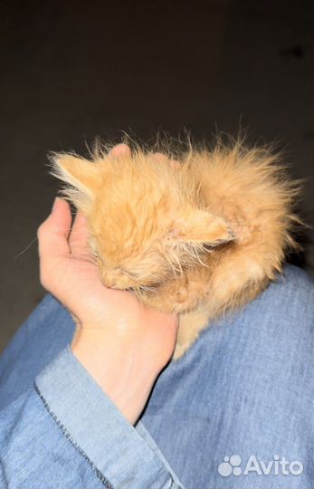 Рыжий котенок 1 мес