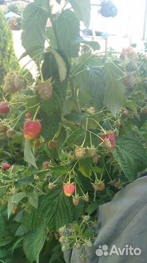 Саженцы ремонтантной малина