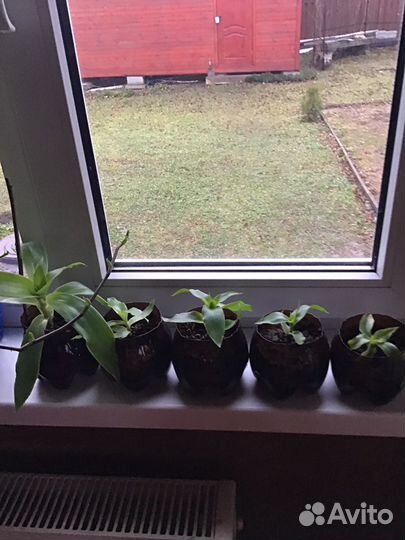 Папоротник, каланхоэ