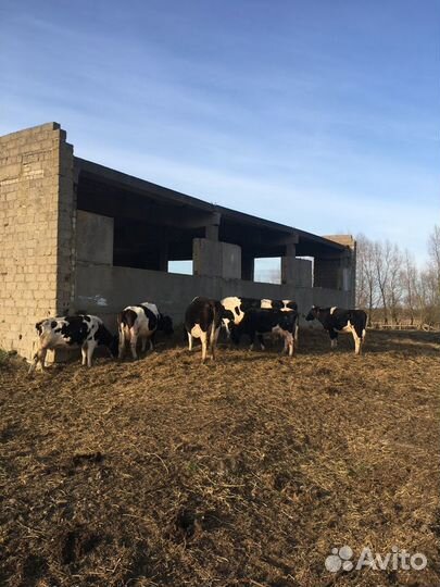 Коровы, первотёлки.80 голов