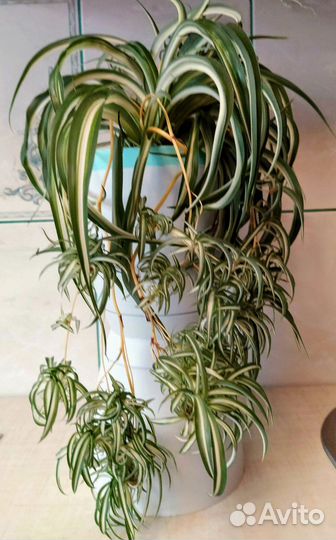 Хлорофитум кудрявый