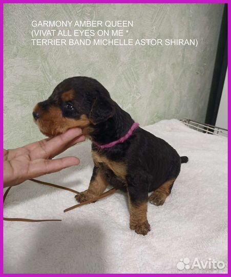 Эрдельтерьер