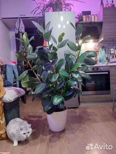 Фикус Эластика (Каучуконосный) H-130