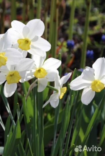 Луковицы нарциссов