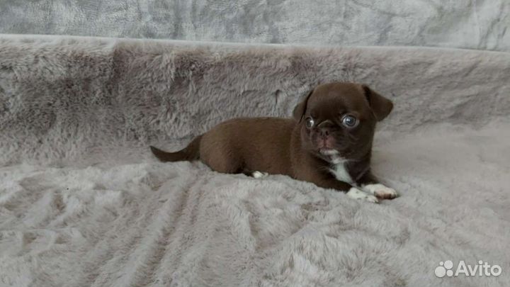 Супер малыши нарядных окрасов