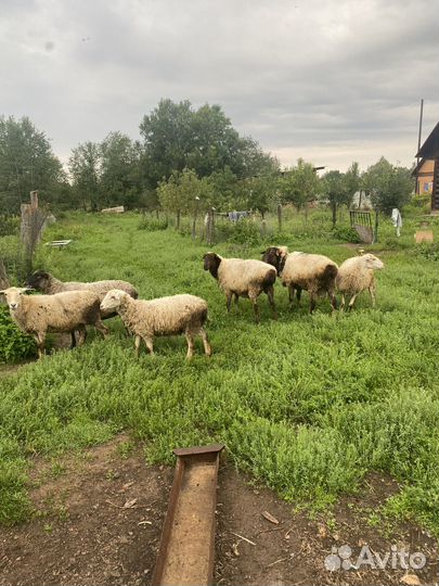 Курдючные бараны овцы