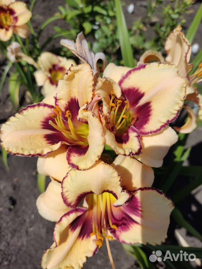 Лилейники сортовые