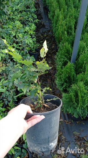 Магония(Орегонский виноград)