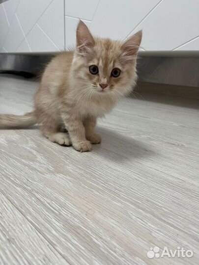 Кошечка в добрые руки