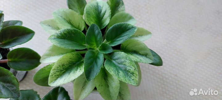 Фиалки сортовые 3шт