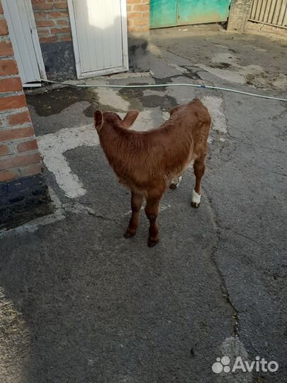 Бычок домашний