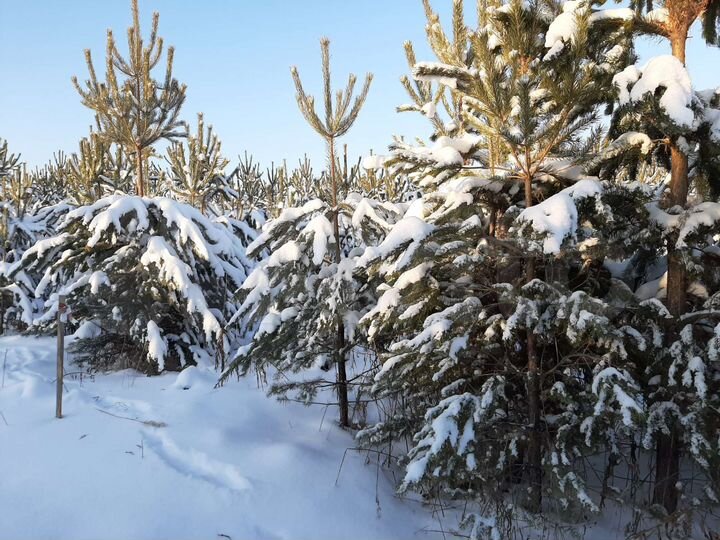 Участок 10 сот. (ИЖС)