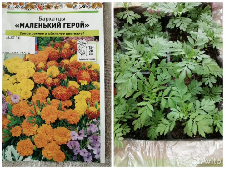 Рассада бархатцы