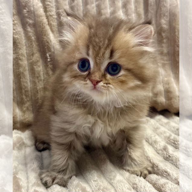 Британский короткошёрстный котёнок