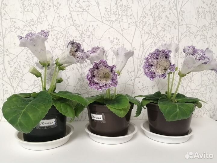 Глоксиния тигровая