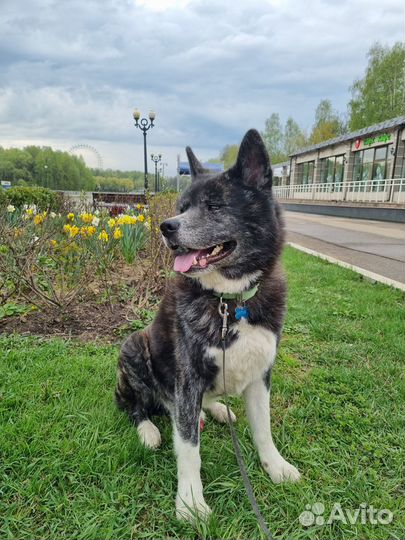 Акита ину кобель 3 года вязка