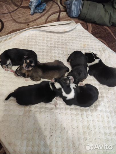 Отдам щенят в добрые руки