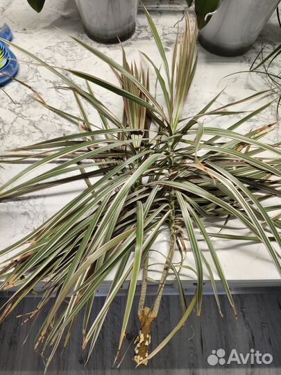 Пальма драцена