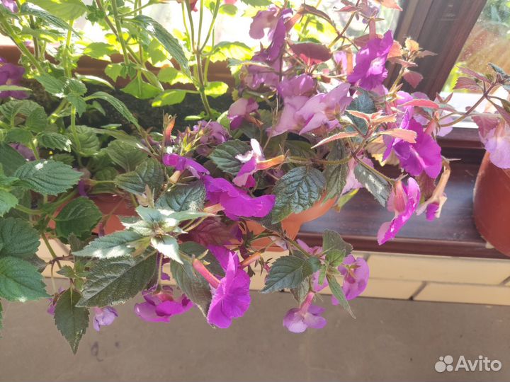 Ризомы Ахименесов