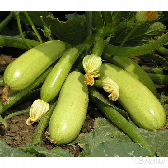 Семена овощей Голландской селекции