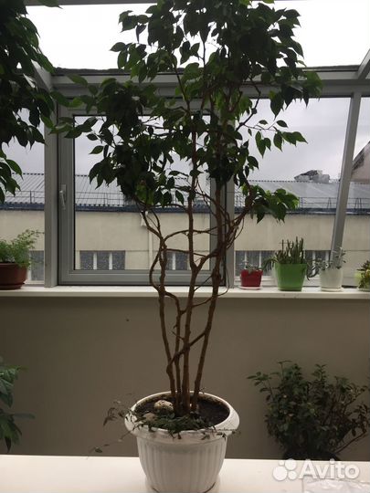 Уход за горшечными цветами