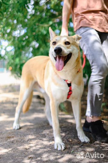 Красивый пес Лис ищет семью