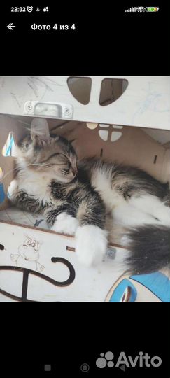 Мейн-кун метис