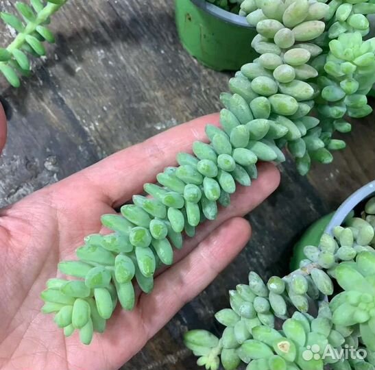 Седум буррито (очиток) Домашние цветы