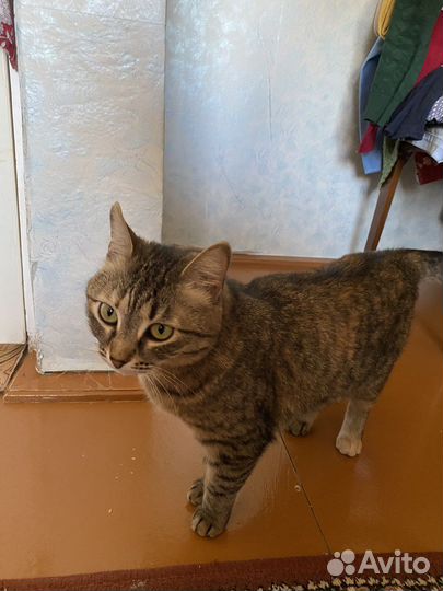 Отдам кошку в хорошие руки