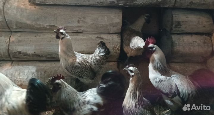 Яйцо Люйкеданцьзи инкубационное