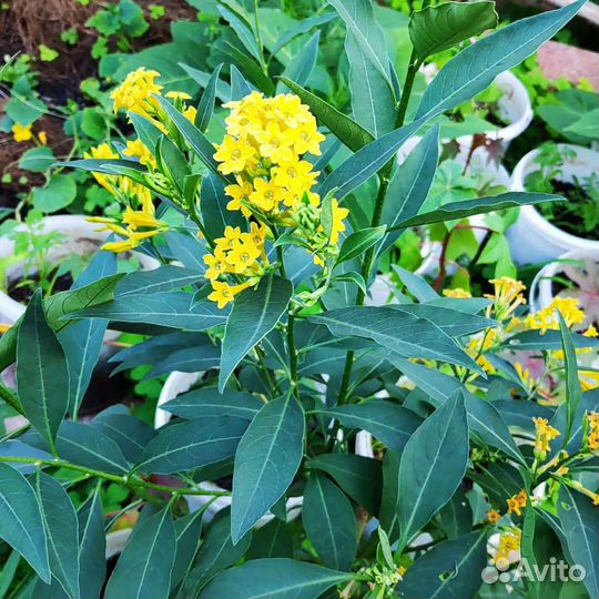 Цеструм ночной жасмин