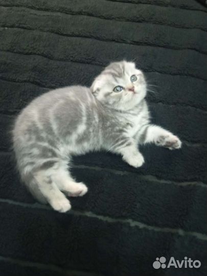 Шотландские котята