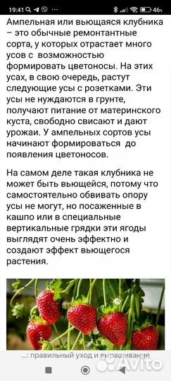 Клубника ремонтантная (крупноплодная) вьющаяся