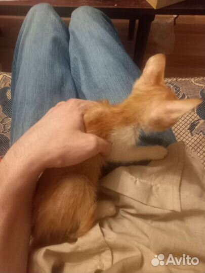 Отдаем котиков