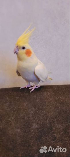 Попугай карелла самец