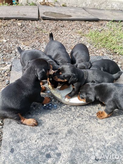 Щенки ягдтерьер