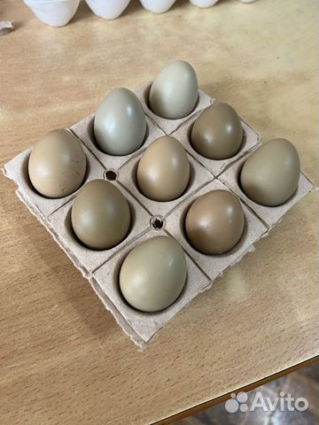 Инкубационное яйцо фазана купить прогноз цен на недвижимость спб