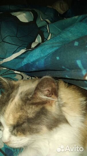 Кошка в дар бесплатно