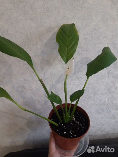 Цветок женское счастье