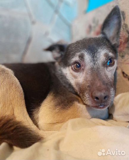 Небольшая добродушная собака из приюта