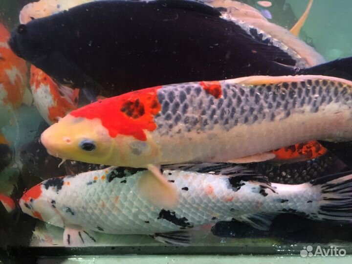 Рыбы для пруда, декоративные караси карпы