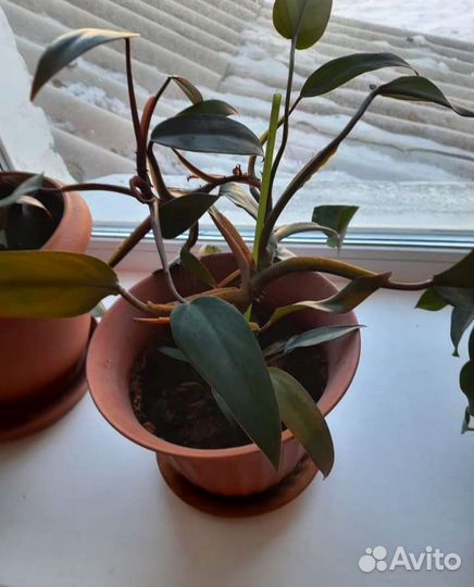 Дендробиум