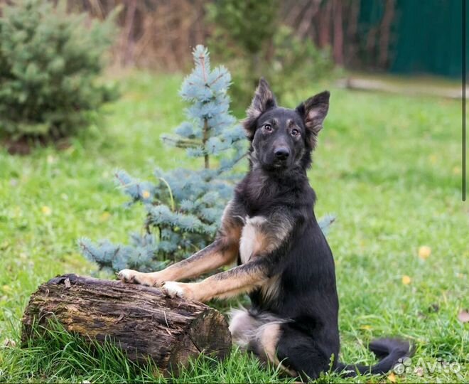 Щенок Потап в добрые надежные руки