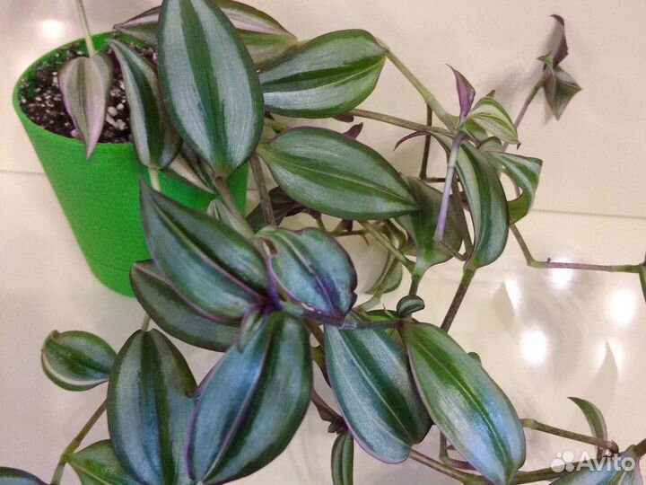 Комнатные растения