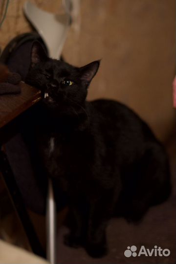 Огромный чёрный Бакс (кот)