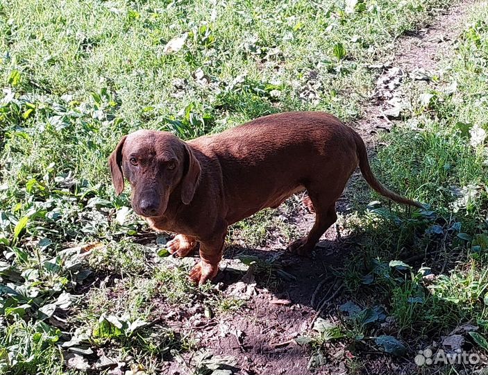 Умный пёсик в хорошие руки